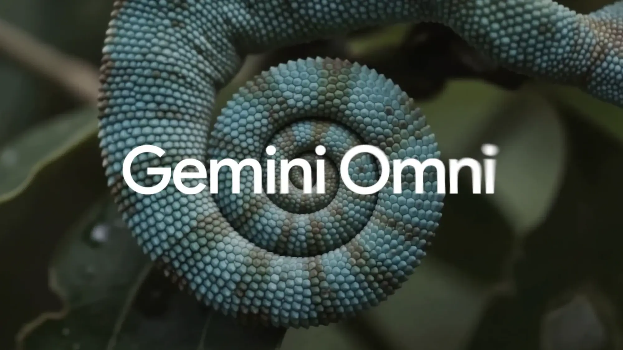 gemini omni appears over a curled lizard